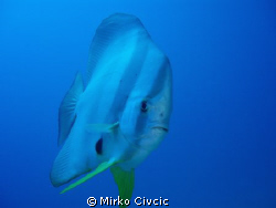 A curious Teira Batfish (Platax Teira) swimming close to ... by Mirko Civcic 